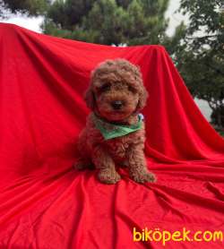Orjinal Toy Poodle Yavrular 1