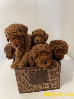 ORJİNAL TOY POODLE YAVRULAR