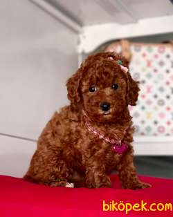 ORJİNAL TOY POODLE YAVRULAR 4
