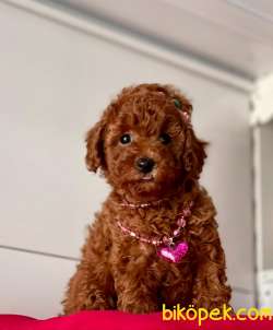ORJİNAL TOY POODLE YAVRULAR 2