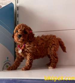 ORJİNAL TOY POODLE YAVRULAR 3