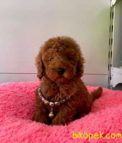 ORJİNAL TOY POODLE YAVRULAR 3