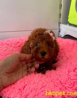 ORJİNAL TOY POODLE YAVRULAR 1