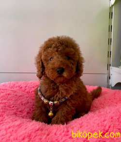 ORJİNAL TOY POODLE YAVRULAR 4
