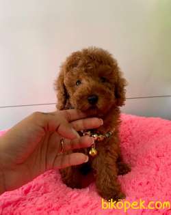 ORJİNAL TOY POODLE YAVRULAR 5