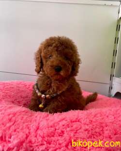 ORJİNAL TOY POODLE YAVRULAR 4