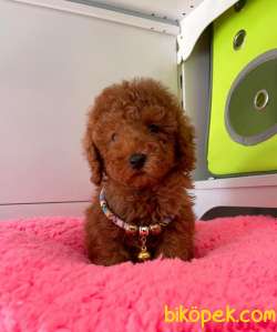 ORJİNAL TOY POODLE YAVRULAR 5