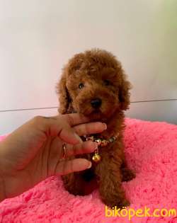 ORJİNAL TOY POODLE YAVRULAR 2