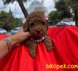 ORJİNAL TOY POODLE YAVRULAR 2