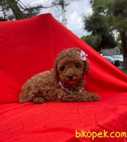 ORJİNAL TOY POODLE YAVRULAR