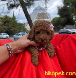 ORJİNAL TOY POODLE YAVRULAR 4