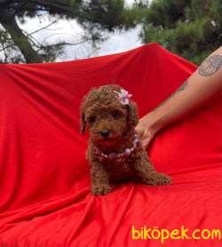 ORJİNAL TOY POODLE YAVRULAR 3