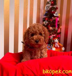 ORJİNAL TOY POODLE YAVRULAR 3