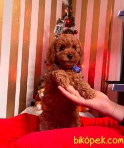 ORJİNAL TOY POODLE YAVRULAR 2