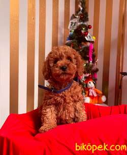 ORJİNAL TOY POODLE YAVRULAR 4