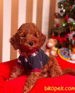 ORJİNAL TOY POODLE YAVRULAR 5