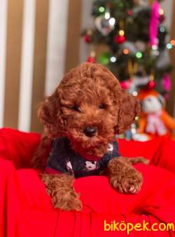 ORJİNAL TOY POODLE YAVRULAR 4