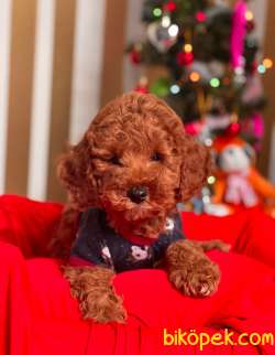 ORJİNAL TOY POODLE YAVRULAR 3