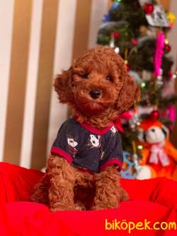 ORJİNAL TOY POODLE YAVRULAR