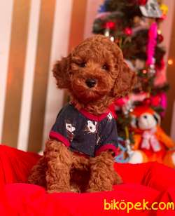 ORJİNAL TOY POODLE YAVRULAR 2