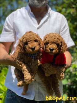 ORJİNAL TOY POODLE YAVRULAR 2