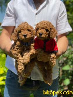 ORJİNAL TOY POODLE YAVRULAR 3