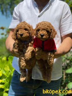 ORJİNAL TOY POODLE YAVRULAR 4