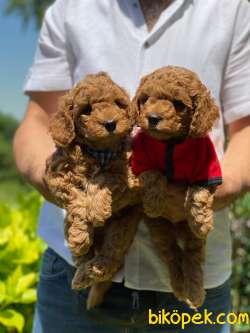 ORJİNAL TOY POODLE YAVRULAR