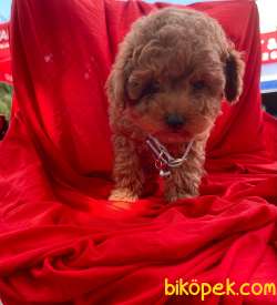 ORJİNAL TOY POODLE YAVRULAR 4