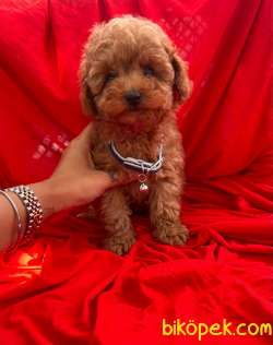 ORJİNAL TOY POODLE YAVRULAR 2