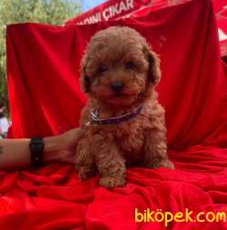 ORJİNAL TOY POODLE YAVRULAR 3