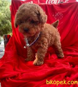 ORJİNAL TOY POODLE YAVRULAR