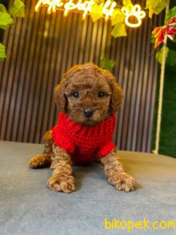 ORJİNAL TOY POODLE YAVRULAR