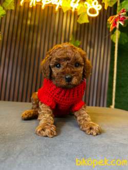 ORJİNAL TOY POODLE YAVRULAR 2