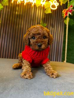 ORJİNAL TOY POODLE YAVRULAR 3