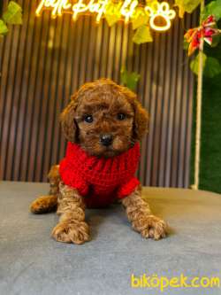 ORJİNAL TOY POODLE YAVRULAR 2