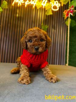 ORJİNAL TOY POODLE YAVRULAR 3