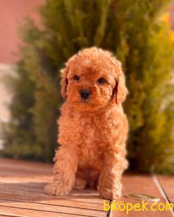 Orjinal Toy Poodle Yavrular İçin Tek Adres 1