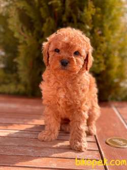 Orjinal Toy Poodle Yavrular İçin Tek Adres 3