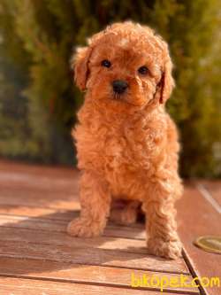 Orjinal Toy Poodle Yavrular İçin Tek Adres 2