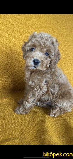 ORJİNAL TOY POODLE YAVRULARIMIZ 2