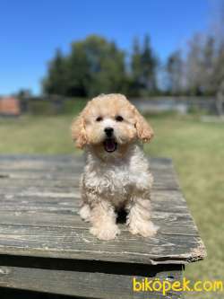 Orjinal Toy Poodle Yavrularimiz 3
