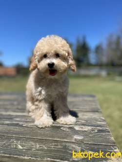 Orjinal Toy Poodle Yavrularimiz 1