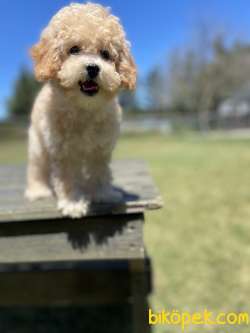 Orjinal Toy Poodle Yavrularimiz 2