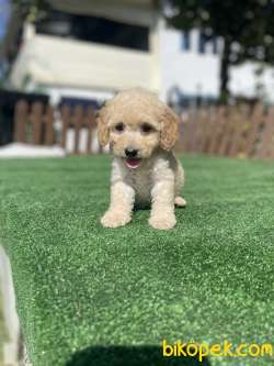 Orjinal Toy Poodle Yavrularimiz 1