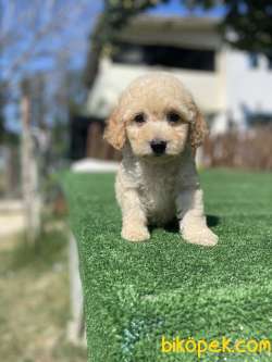 Orjinal Toy Poodle Yavrularimiz 2