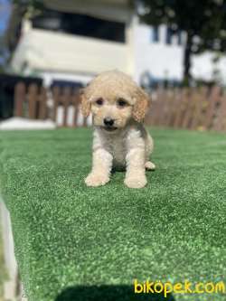 Orjinal Toy Poodle Yavrularimiz 3