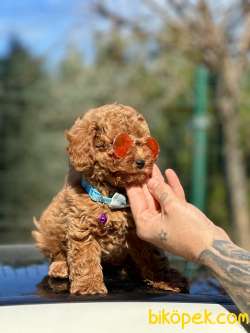 Orjinal Toy Poodle Yavrularımız 2