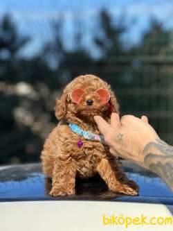 Orjinal Toy Poodle Yavrularımız 4