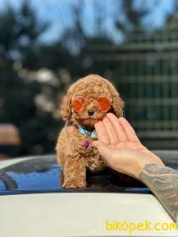 Orjinal Toy Poodle Yavrularımız 3